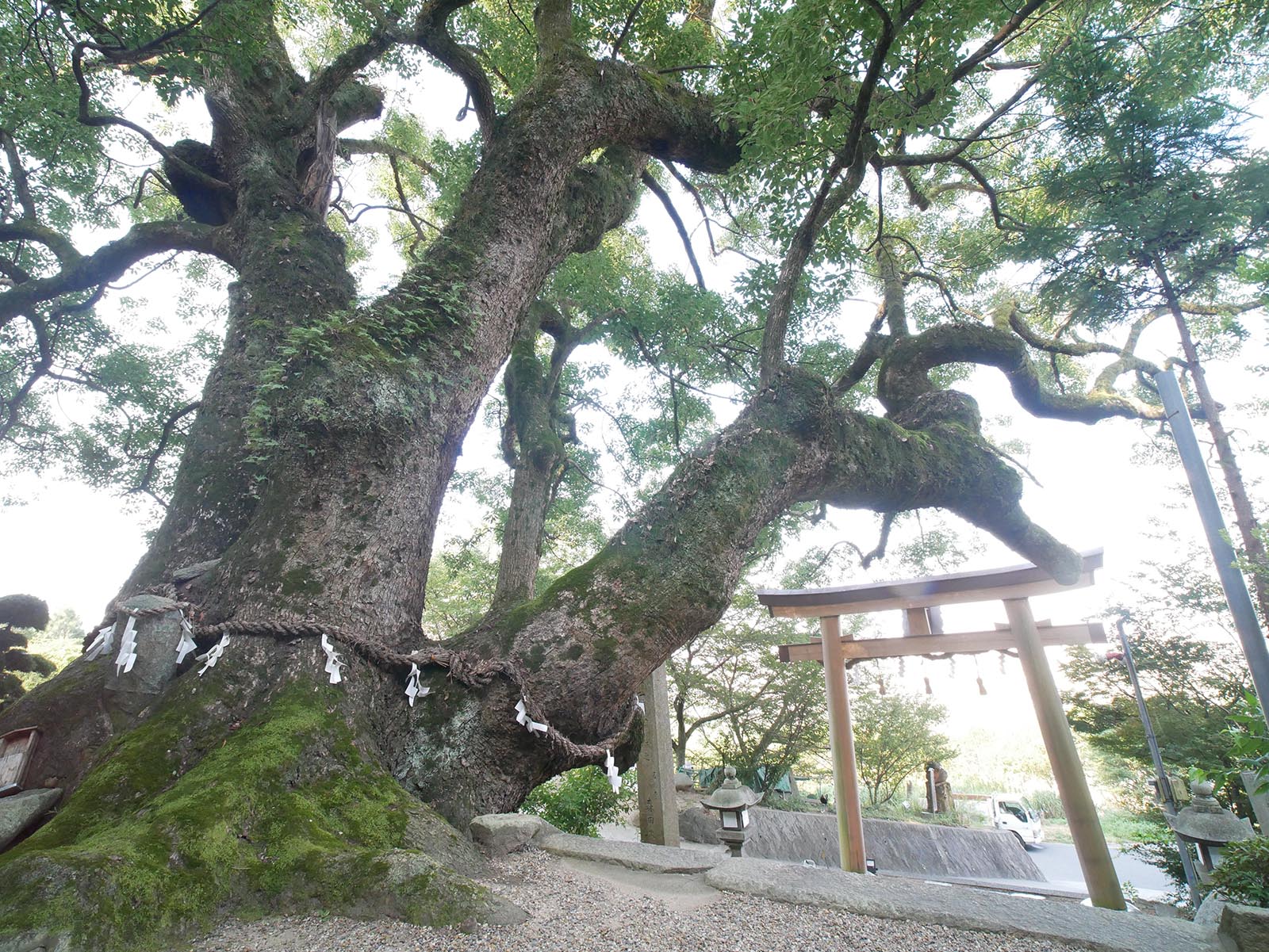 玉祖神社のクス