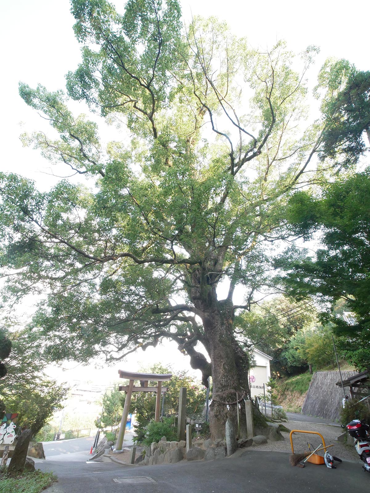 玉祖神社のクス