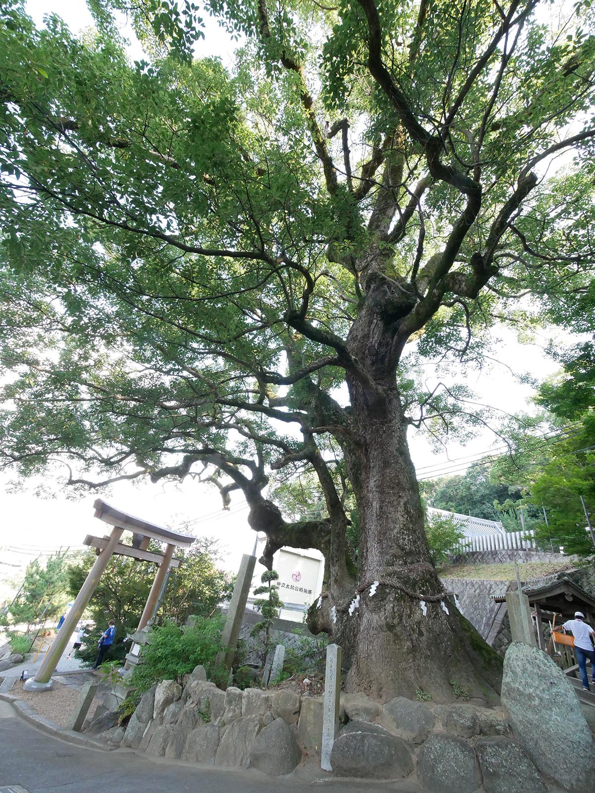 玉祖神社のクス