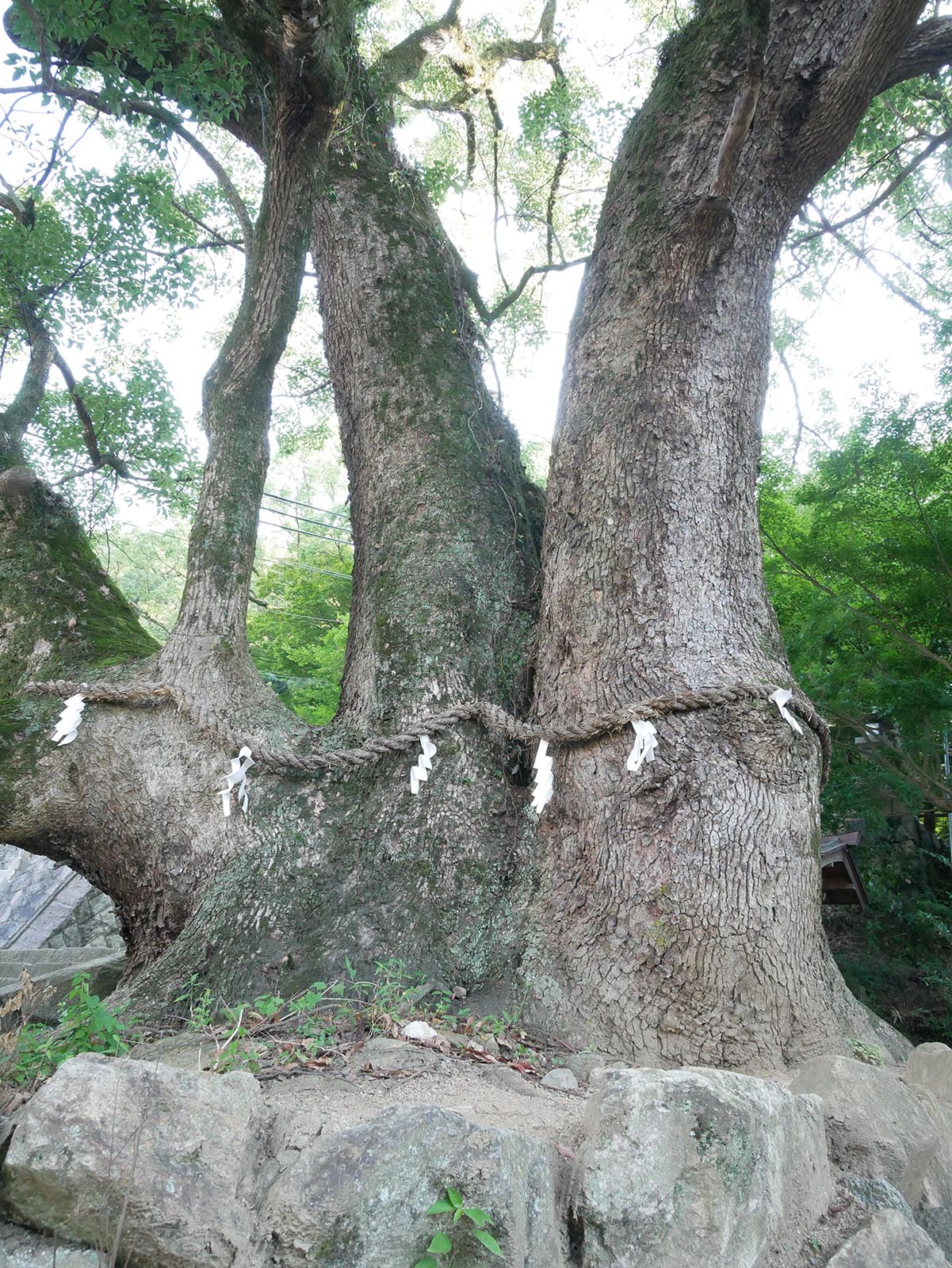 玉祖神社のクス