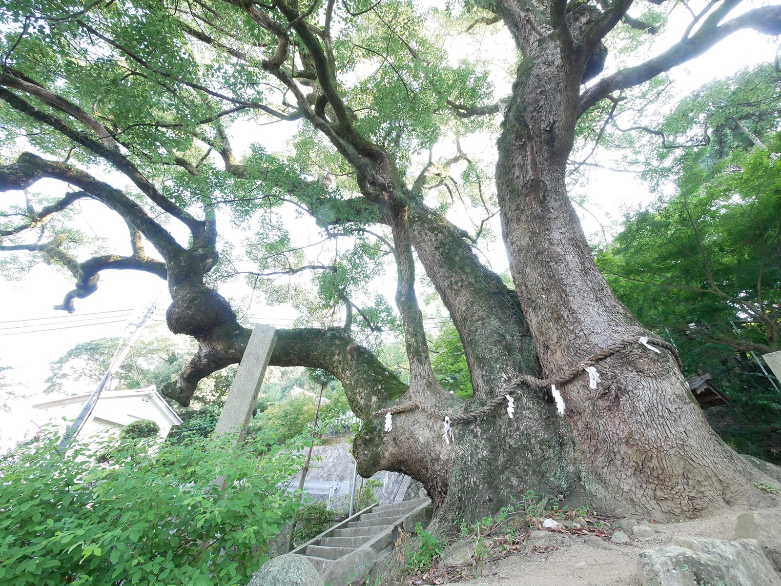 玉祖神社のクス