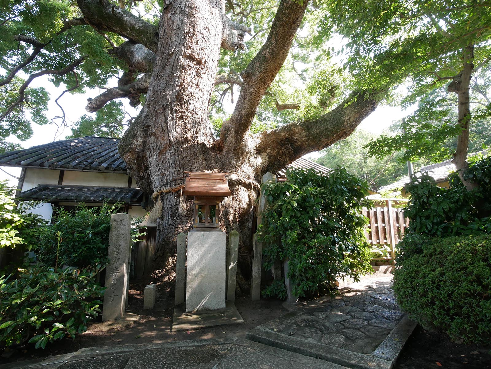 善光寺の楠