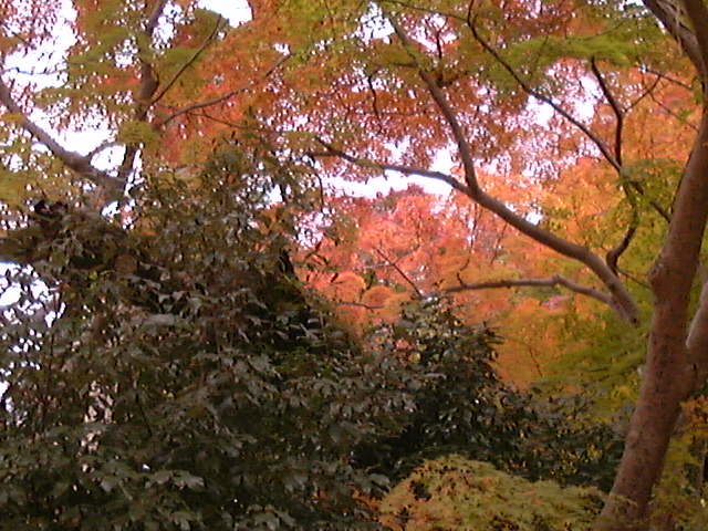 延命寺の夕照もみじ