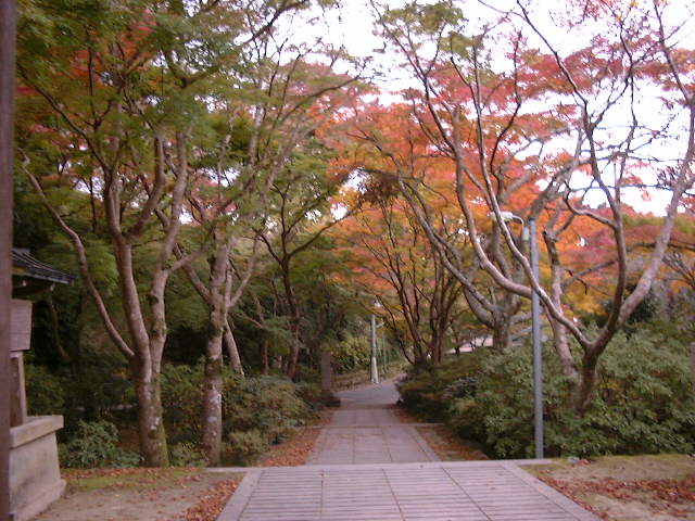 延命寺の夕照もみじ