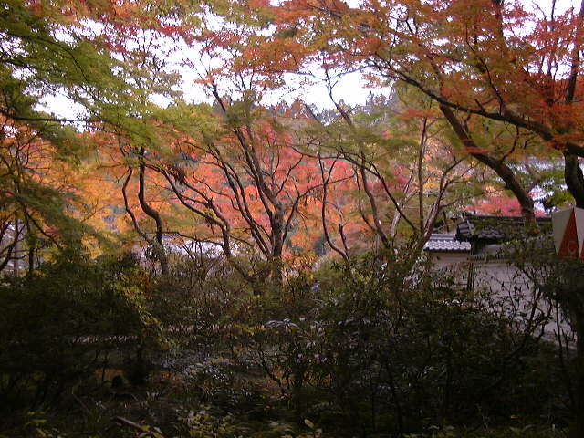 延命寺の夕照もみじ