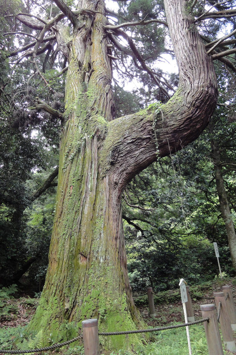 蓮華寺のスギ