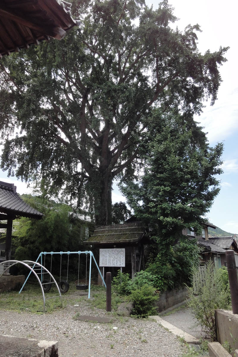 了徳寺のオハツキイチョウ