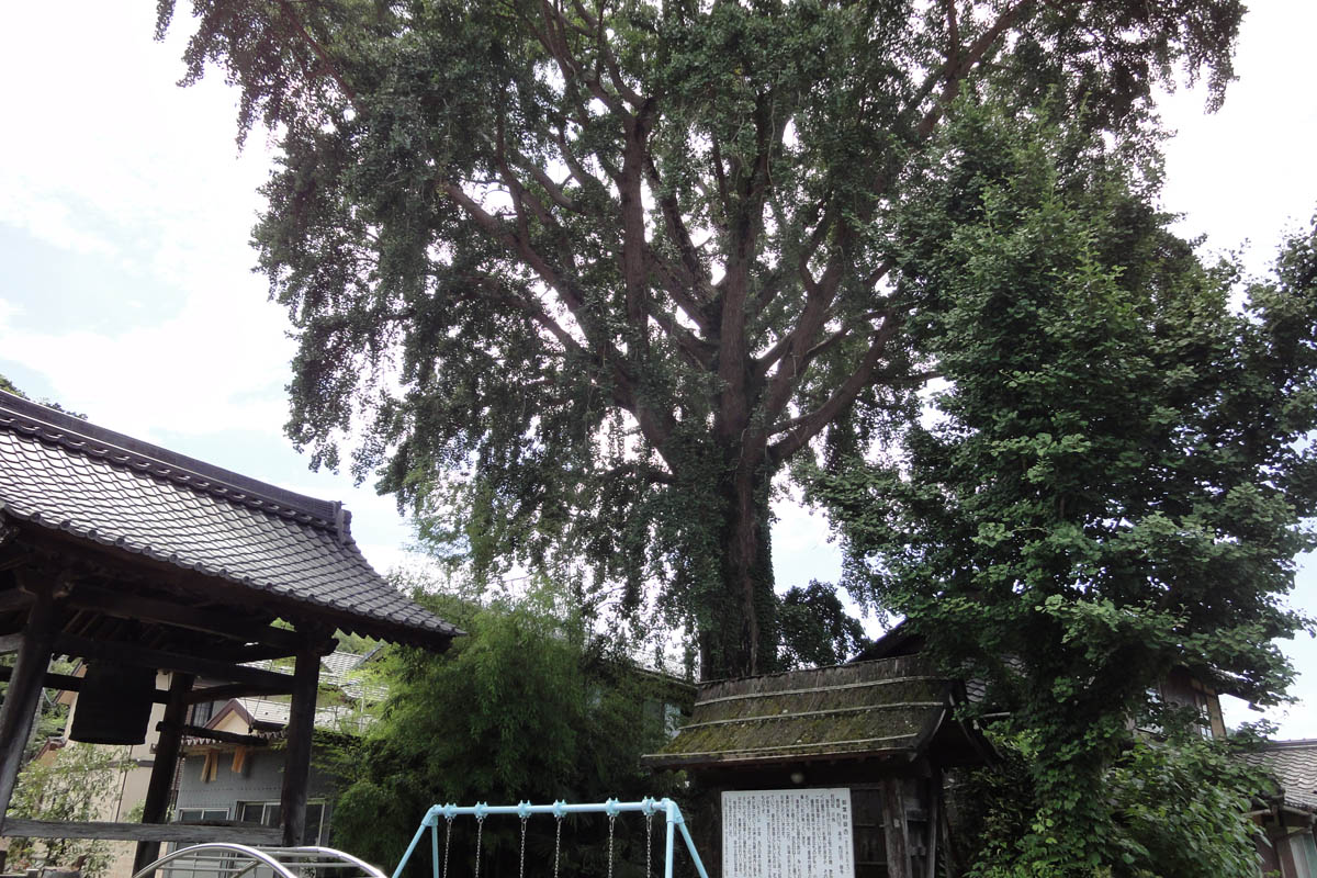 了徳寺のオハツキイチョウ