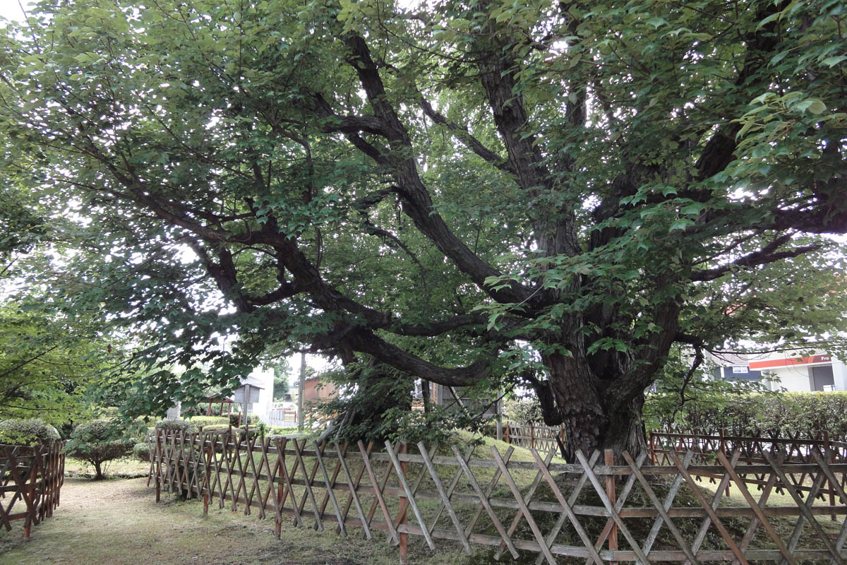 北花沢のハナノキ 