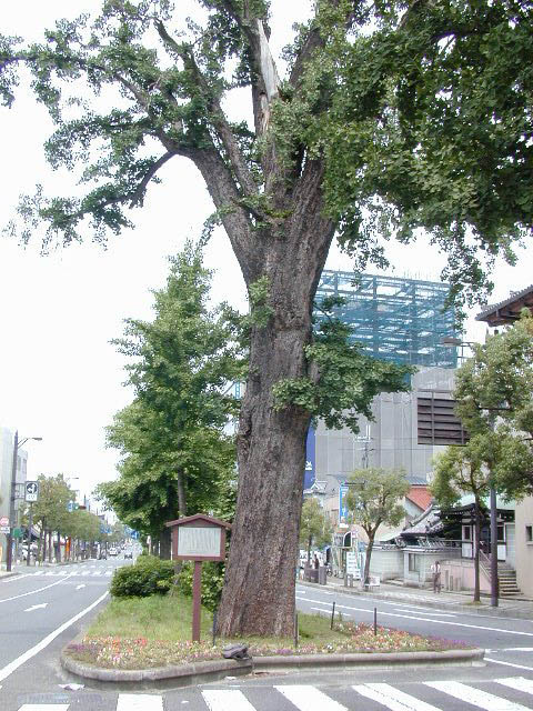 華階寺のイチョウ