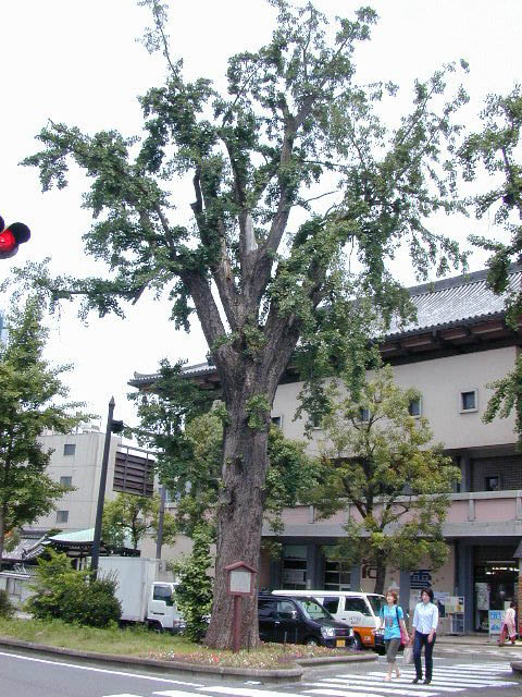 華階寺のイチョウ