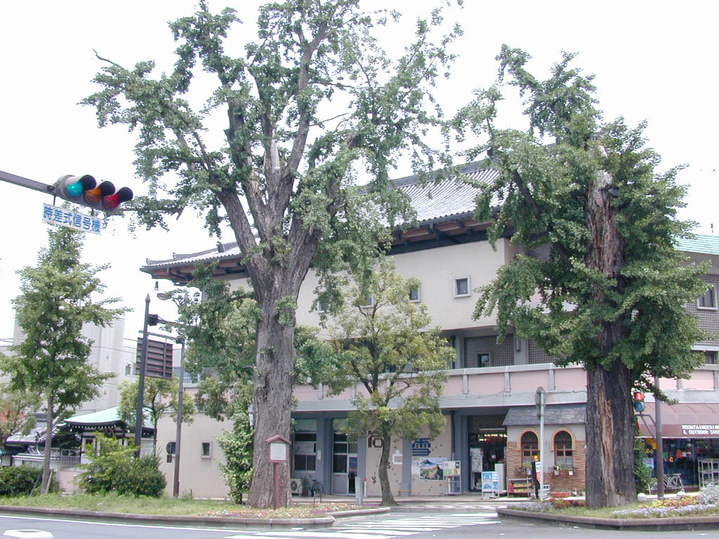 華階寺のイチョウ