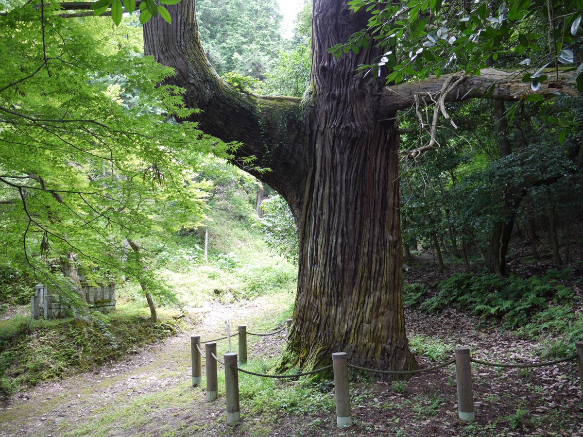 蓮華寺のスギ