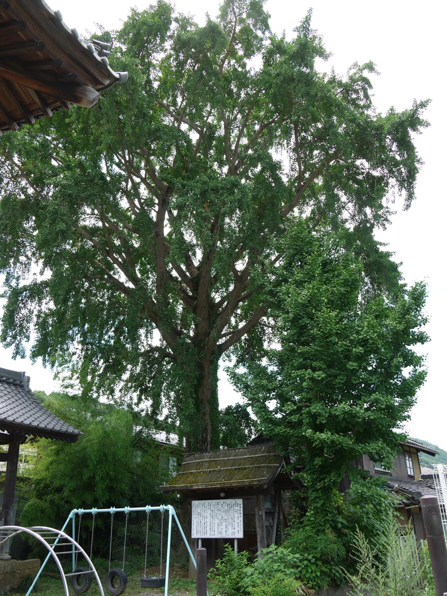 了徳寺のオハツキイチョウ