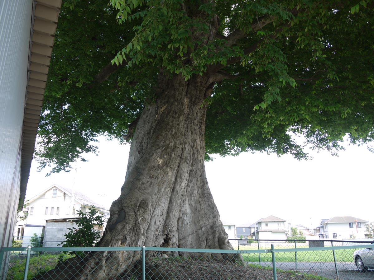 昭和町のムクノキ