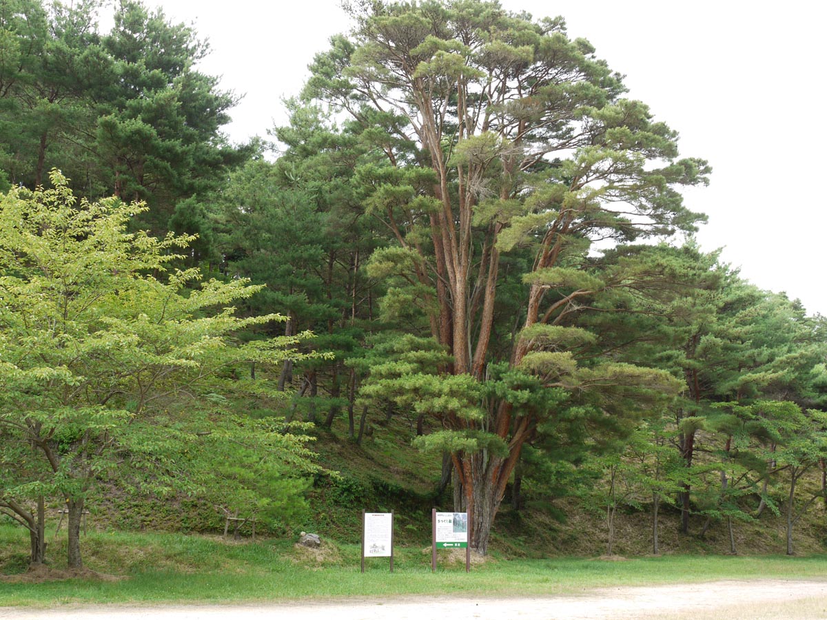 平松のウツクシマツ自生地