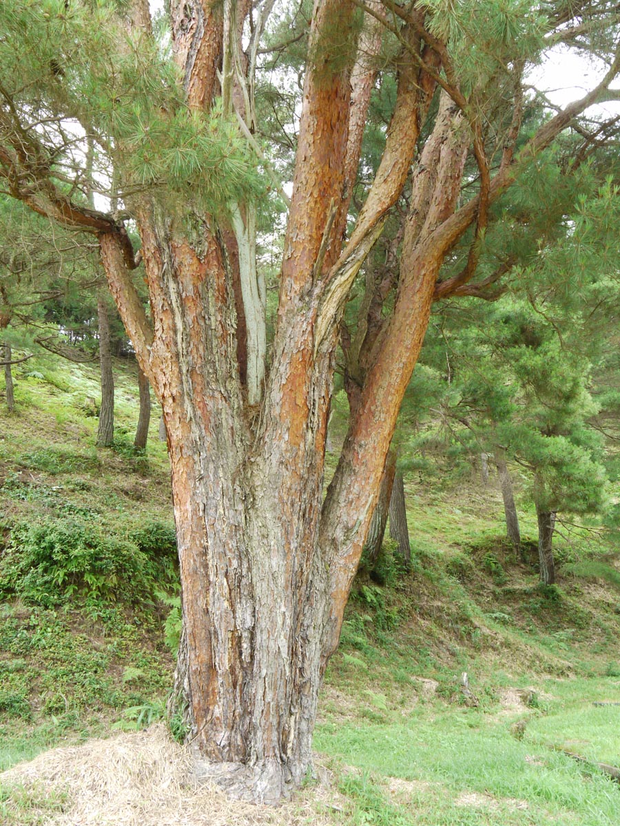 平松のウツクシマツ自生地