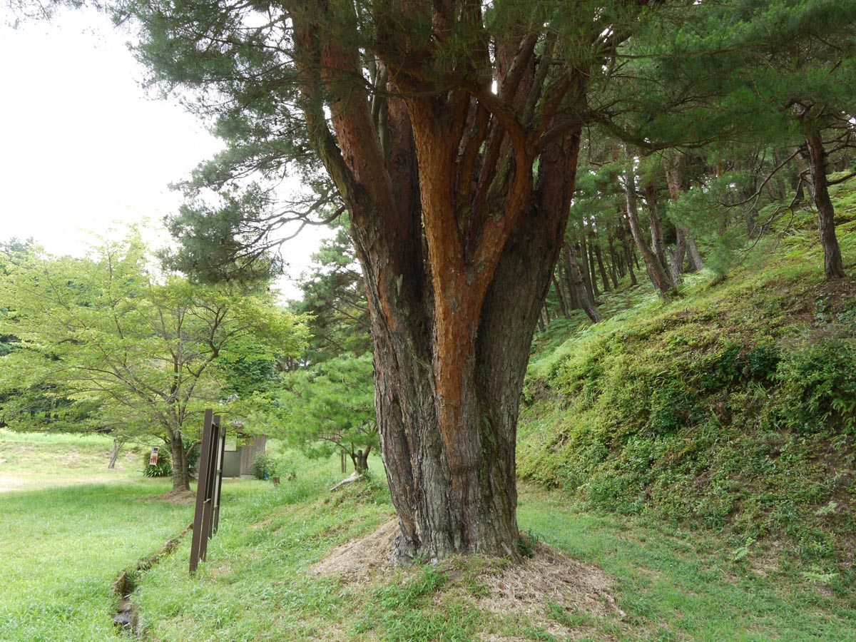 平松のウツクシマツ自生地