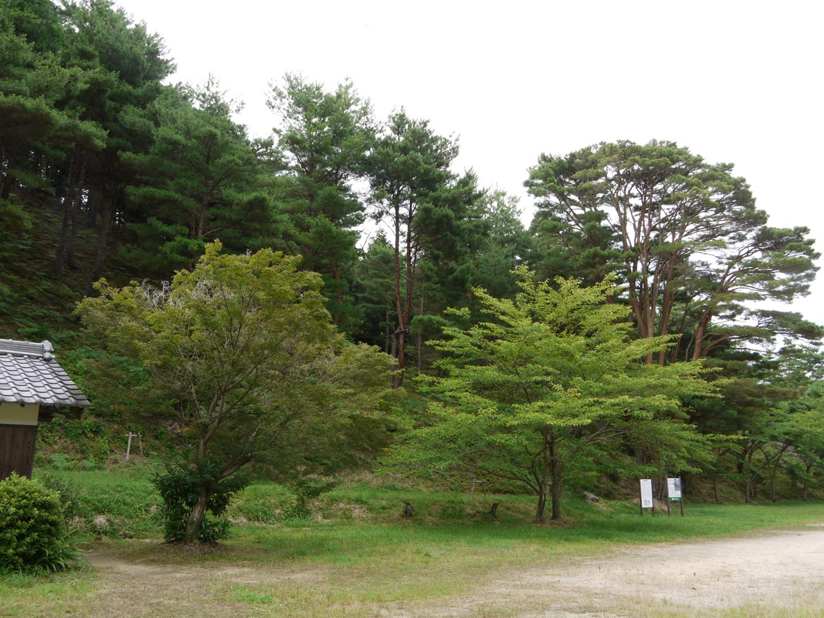 平松のウツクシマツ自生地