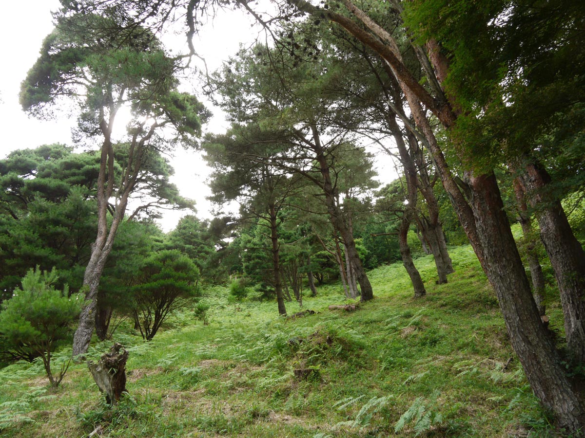 平松のウツクシマツ自生地