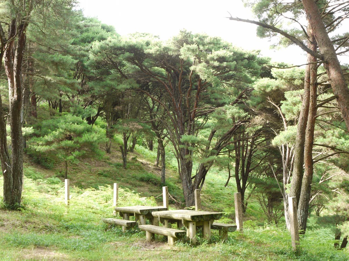 平松のウツクシマツ自生地