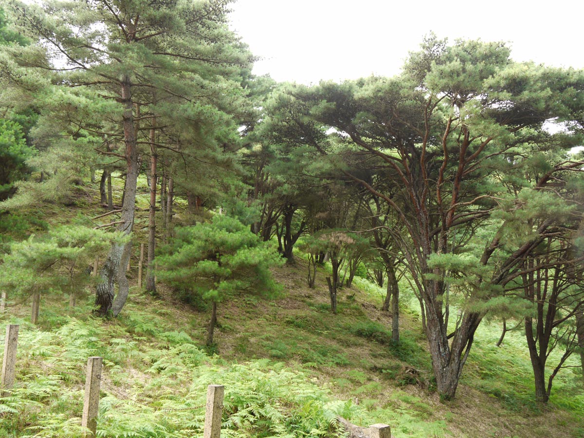 平松のウツクシマツ自生地