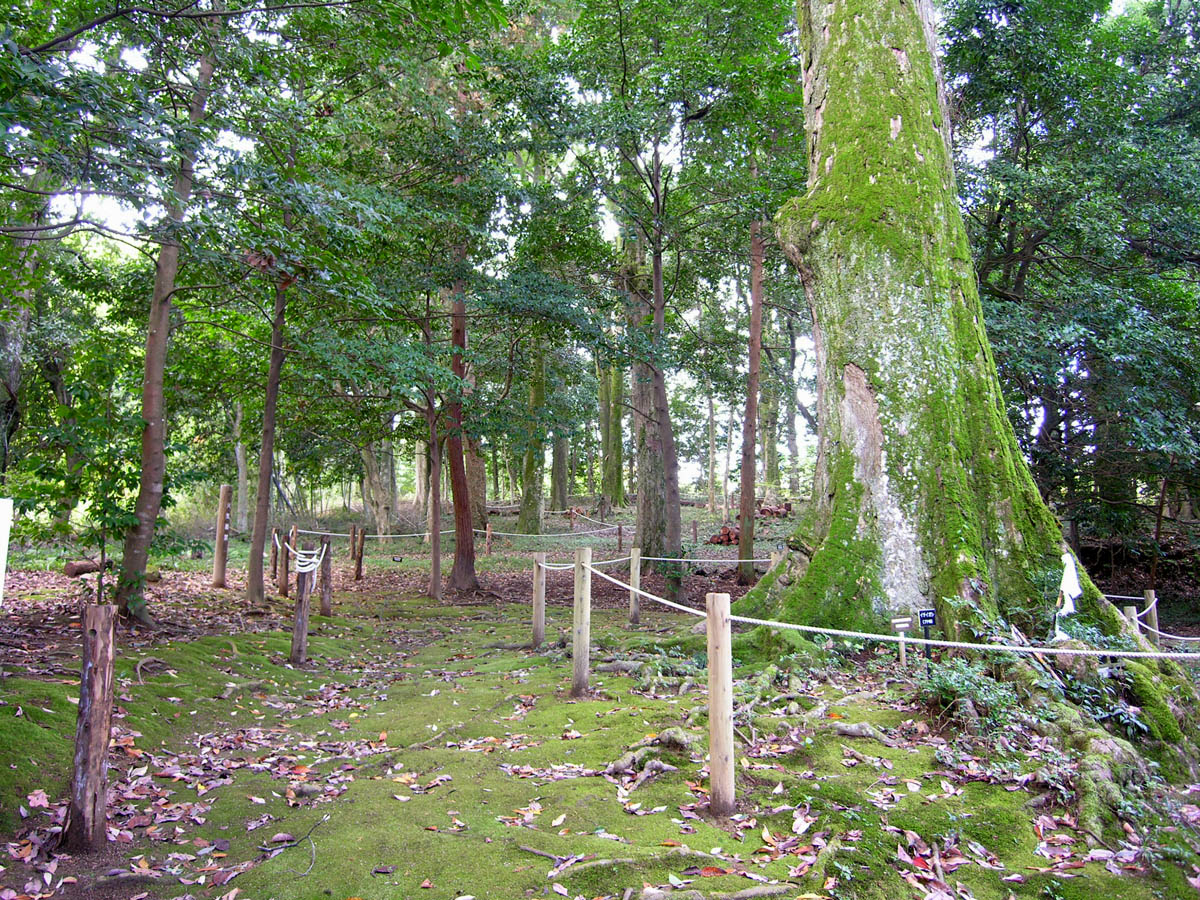 忌部神社イチイガシ