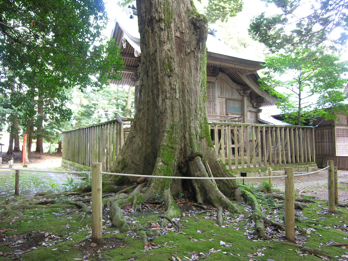 忌部神社イチイガシ