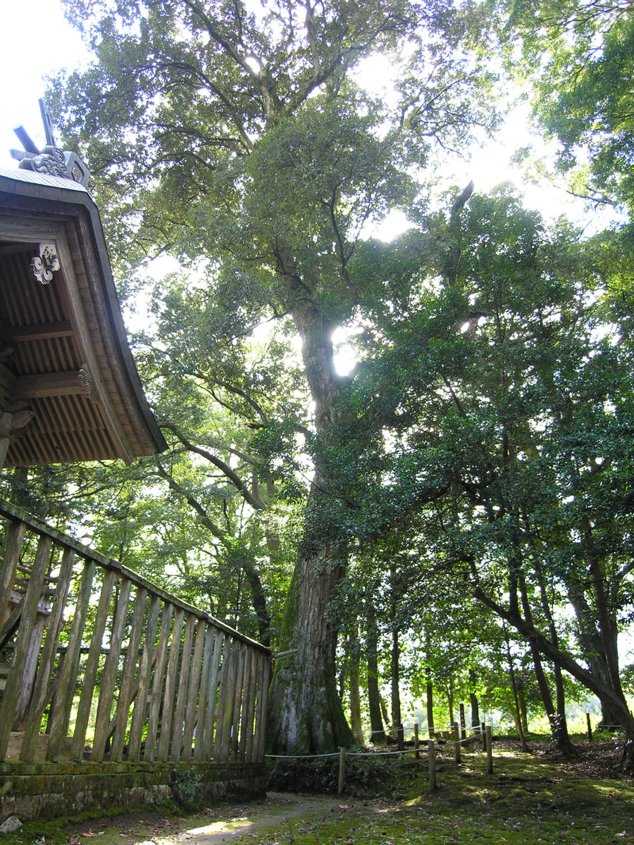 忌部神社イチイガシ