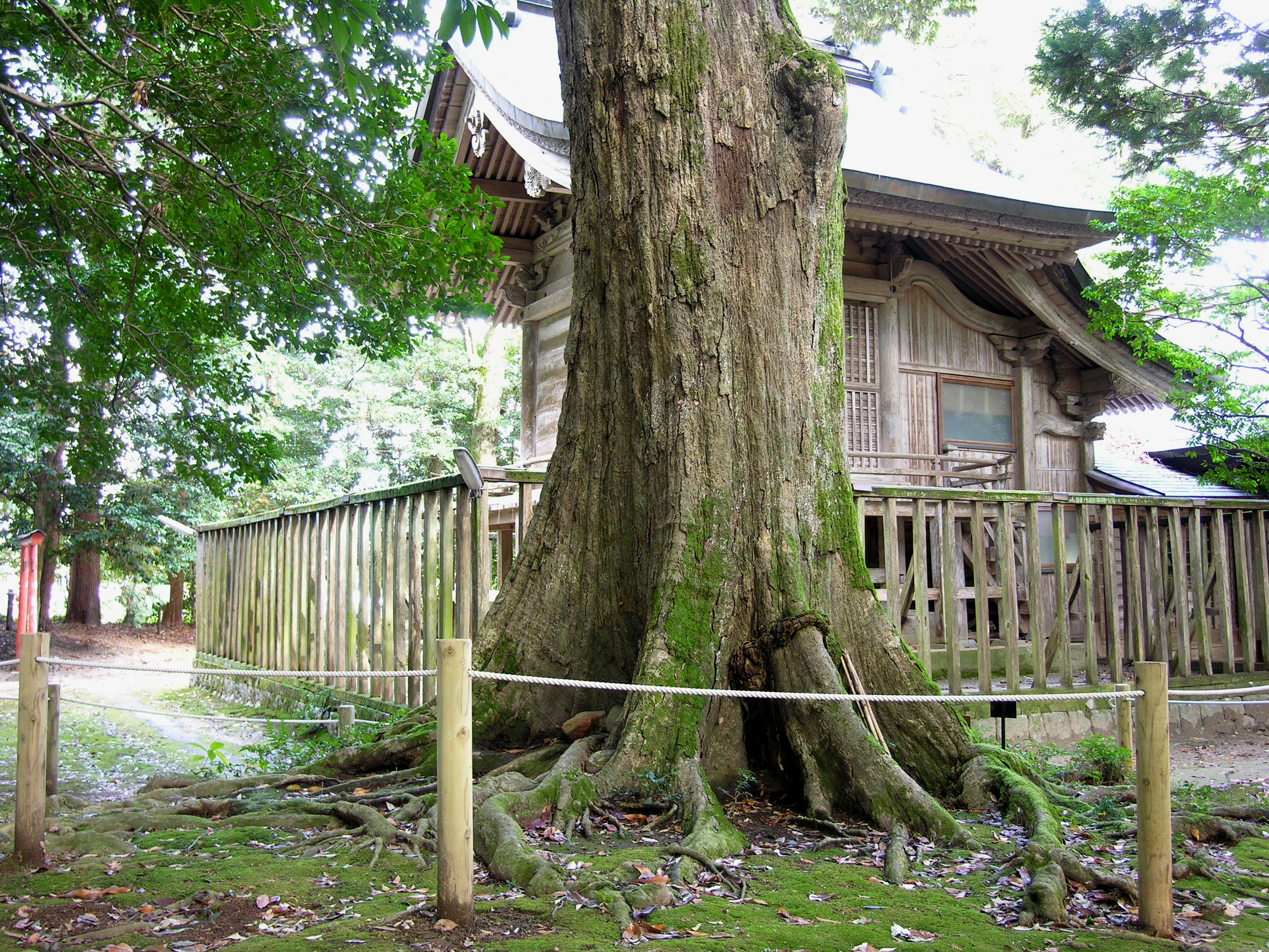 忌部神社イチイガシ