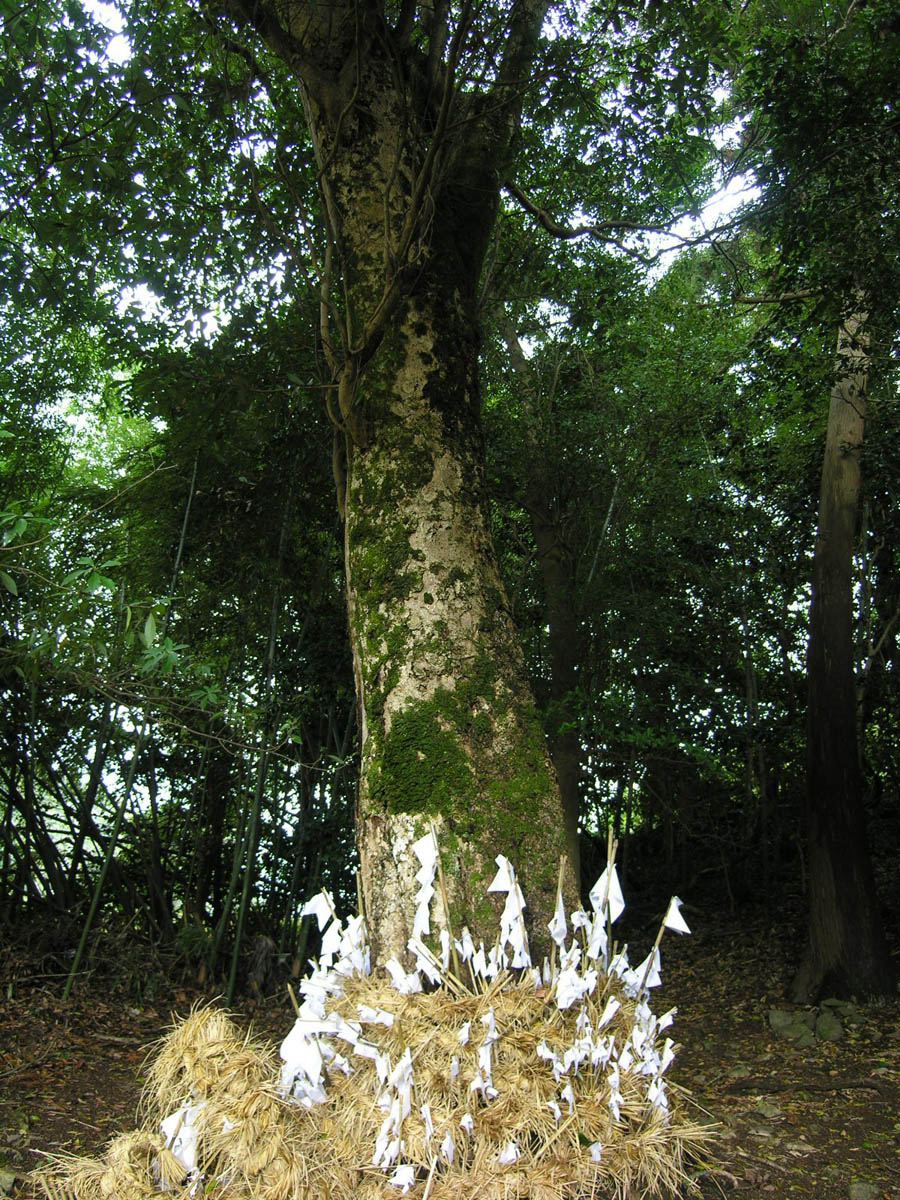 上意東のカゴノキ