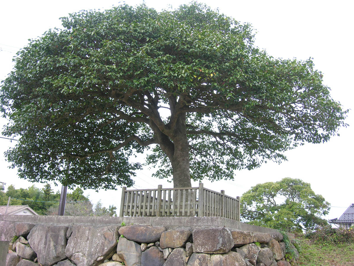 八重垣神社の連理玉椿