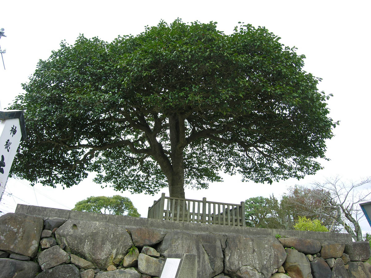 八重垣神社の連理玉椿