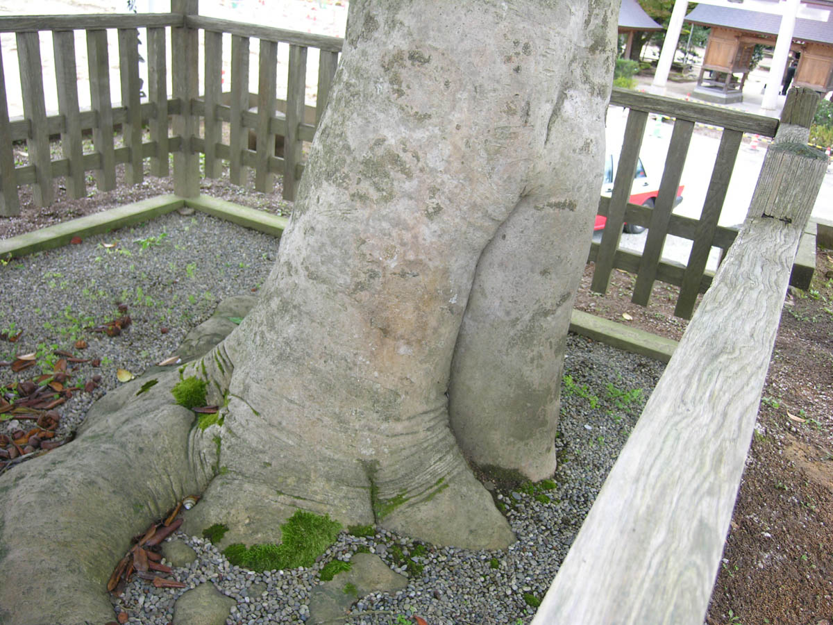 八重垣神社の連理玉椿