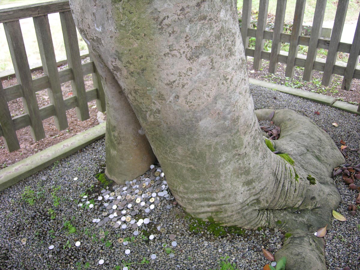 八重垣神社の連理玉椿