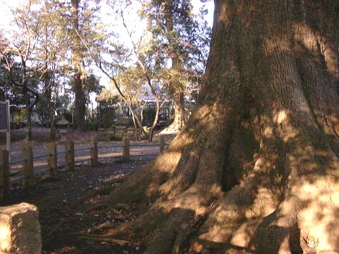 岡宮浅間神社のクス