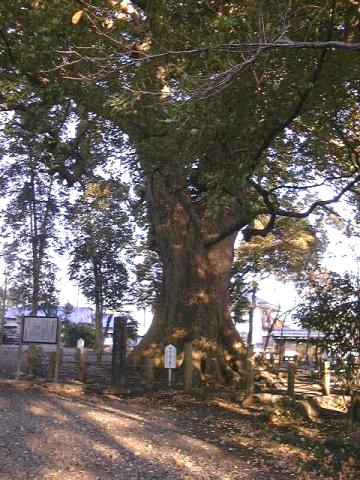 岡宮浅間神社のクス