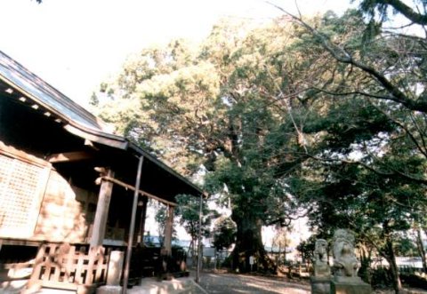 岡宮浅間神社のクス