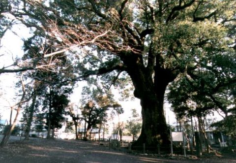 岡宮浅間神社のクス