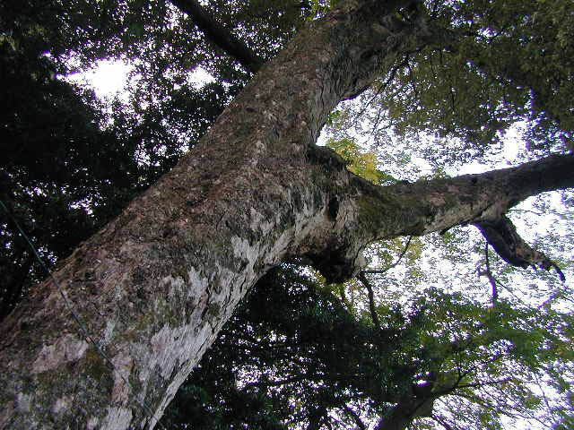 米沢諏訪神社のイチイガシ