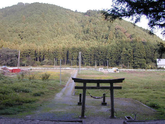 米沢諏訪神社のイチイガシ