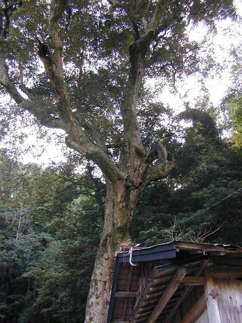 米沢諏訪神社のイチイガシ