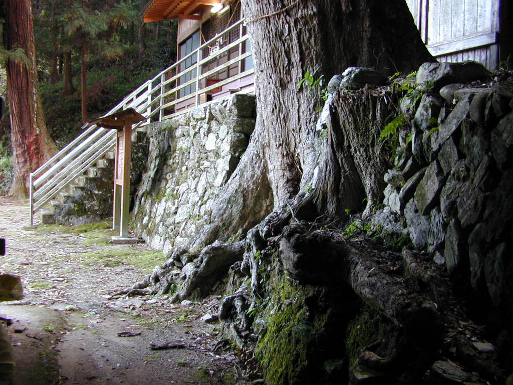 米沢諏訪神社のイチイガシ