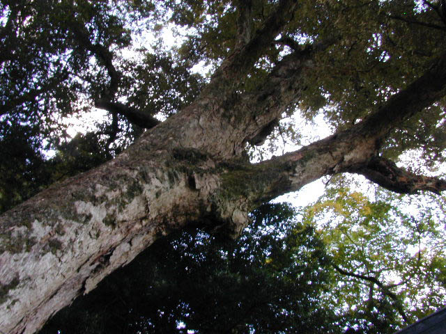 米沢諏訪神社のイチイガシ