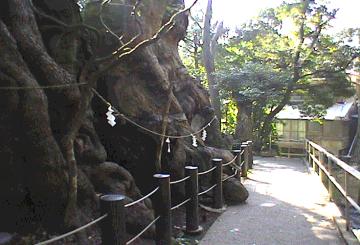 来宮神社の大クス