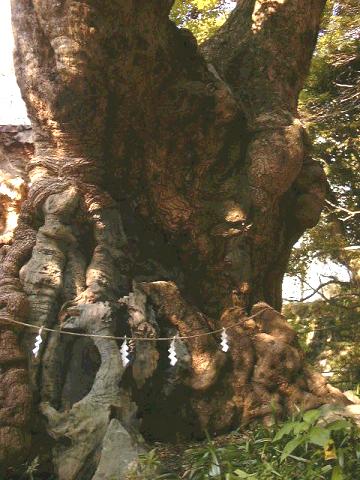 来宮神社の大クス