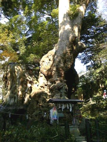 来宮神社の大クス