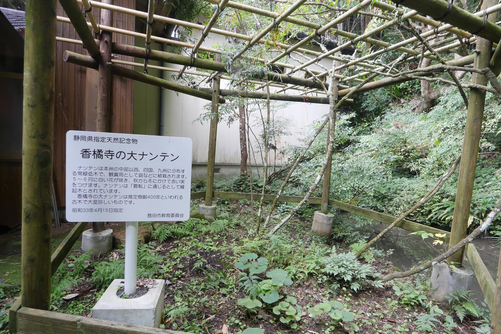 香橘寺の大ナンテン