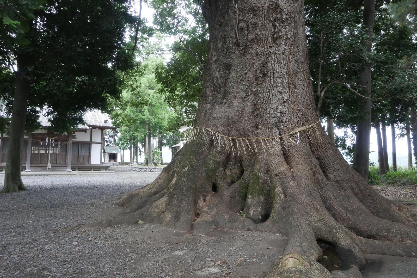 熊野神社の大クスノキ