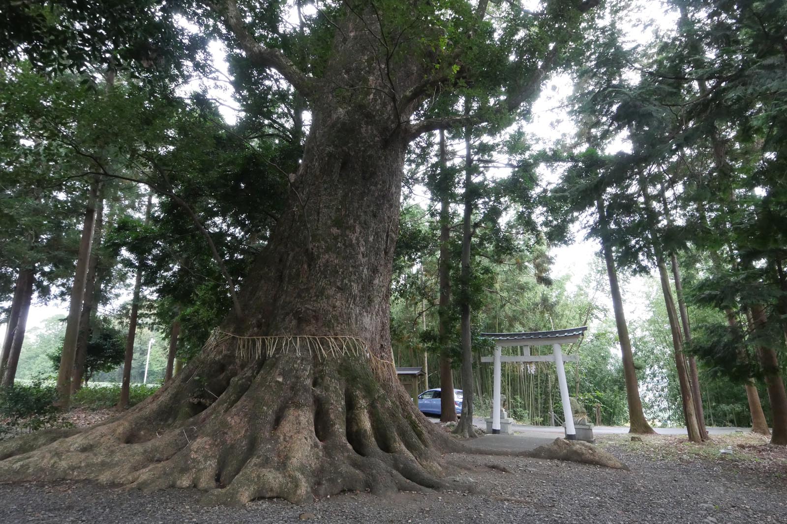 熊野神社の大クスノキ